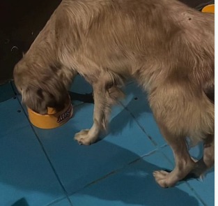 Mel depois da recuperação, com peso saudável