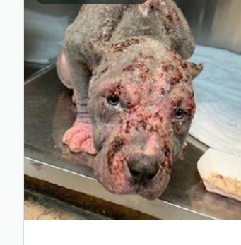Nina antes do resgate, com feridas e infecção de pele